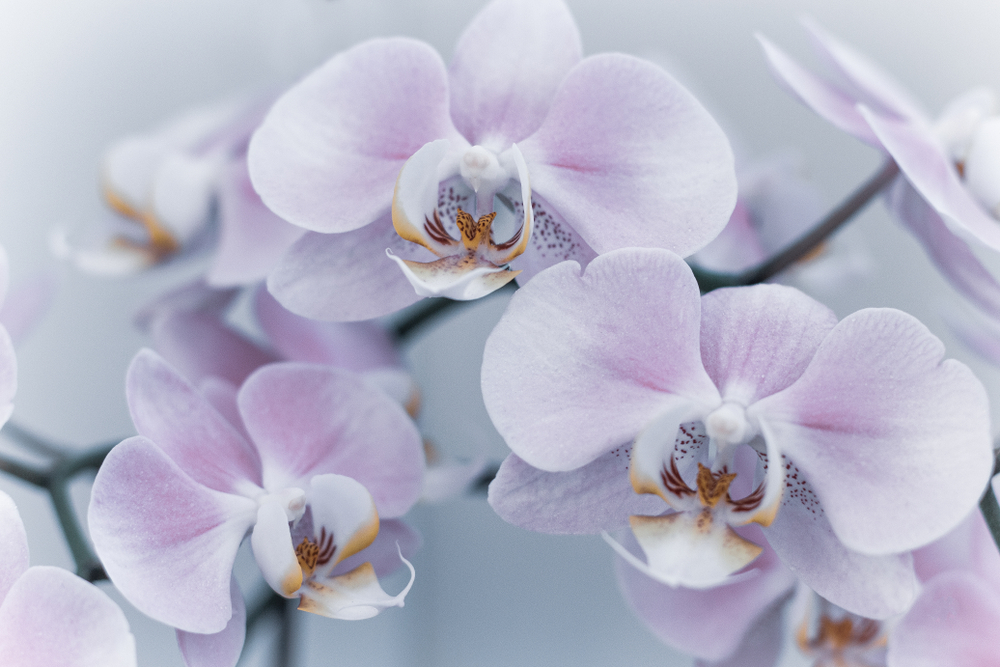 Pořídili jste si v supermarketu orchidej za směšně nízkou cenu, ale po nějaké době se jí přestává dařit?